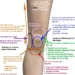Chart for Knee pain location