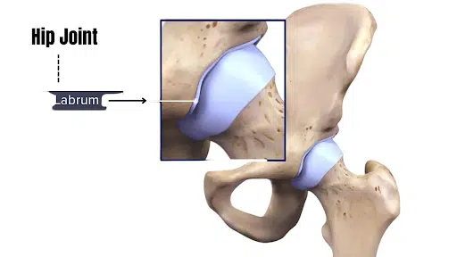 role of labrum